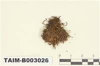 藏品(廣萼蘚屬)的圖片